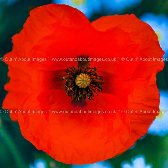 Panda-eyed Poppy Greeting card D3-003 (9783)