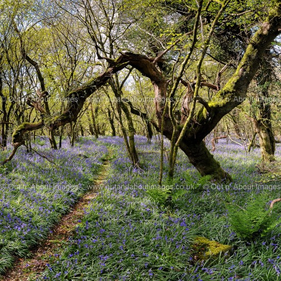 Path of Bluebell Enchantment Greeting card D1-010 (8298)