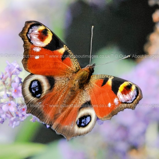 Peacock Butterfly Greeting card D1-126 (9455)