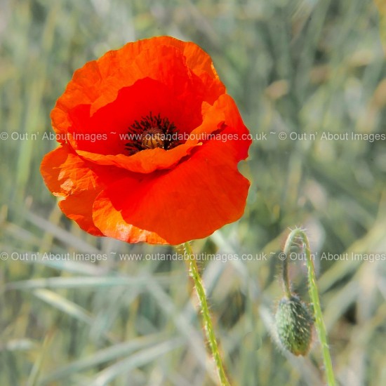 Corn Poppy Greeting card D1-101 (9202)