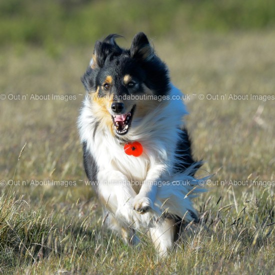 Poppy Run Greeting card D1-100 (9196)