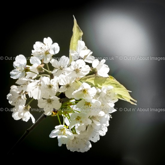 Posy of Spring Blossom Greeting card D3-009 (9844)