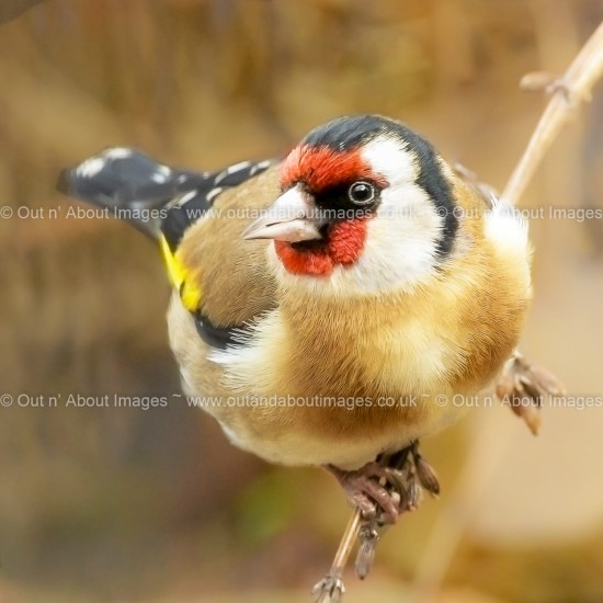 Pretty Garden Visitor - the Goldfinch Greeting card D1-131 (9509)