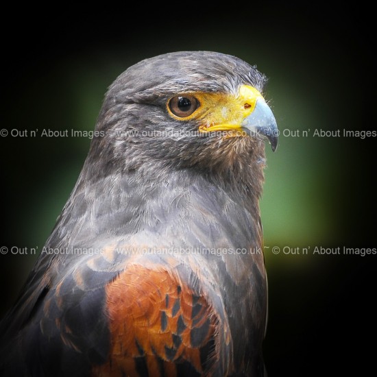 Pride of the Harris Hawk Greeting card D1-015 (8342)