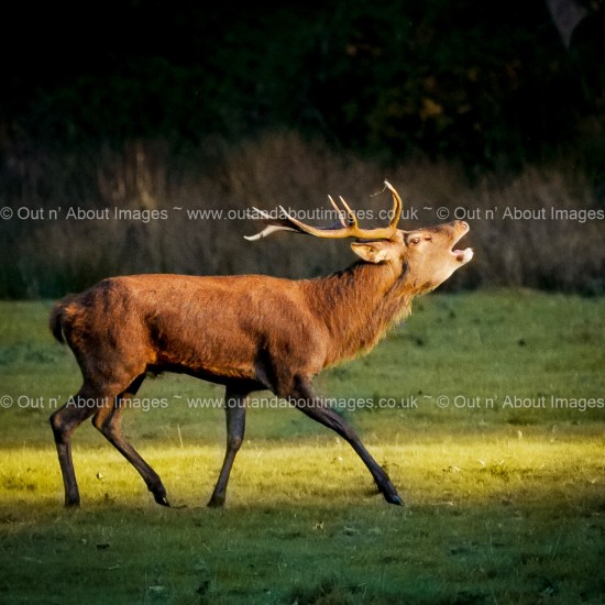 Proclaiming the Rut! Greeting card D1-097 (9165)