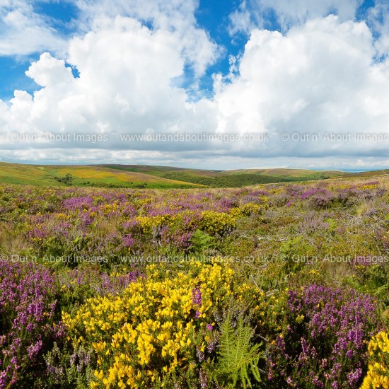 Quantock Hills Greeting card D1-034 (8533)