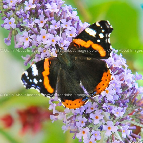 Red Admiral Butterfly Greeting card D1-127 (9462)
