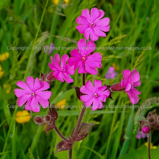 Red Campion A1-003 (2395)