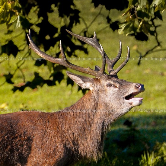 Roaring Wild Red Deer Greeting card D1-094 (9134)
