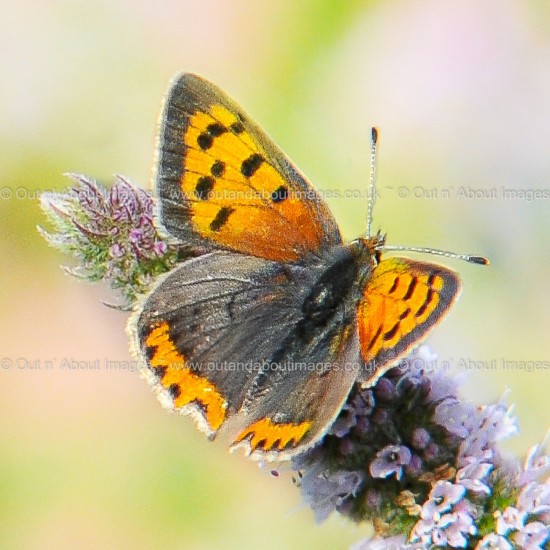 Small Copper Butterfly Greeting card D1-122 (9417)