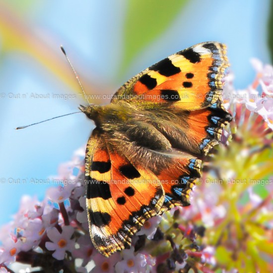 Small Tortoiseshell Butterfly Greeting card D1-019 (8380)