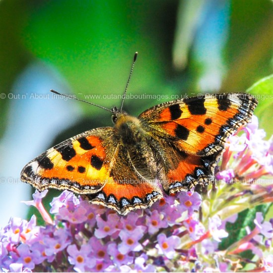Small Tortoiseshell soaking up the Sunshine Greeting card D1-128 (9479)