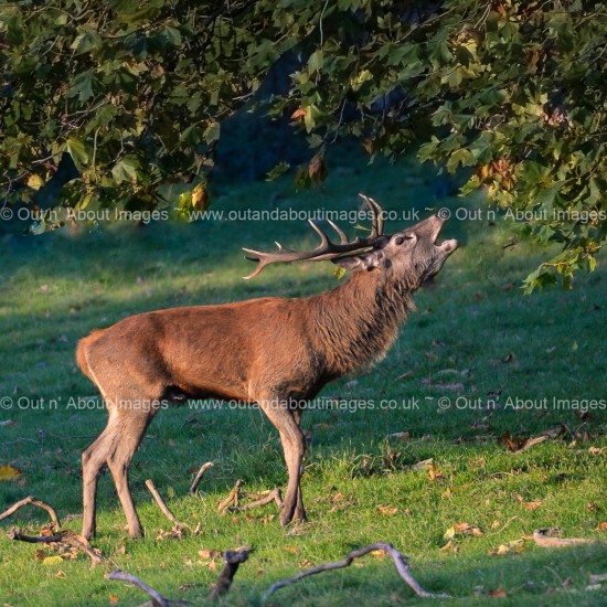 Sound of the Autumn Rut Greeting card D1-098 (9172)
