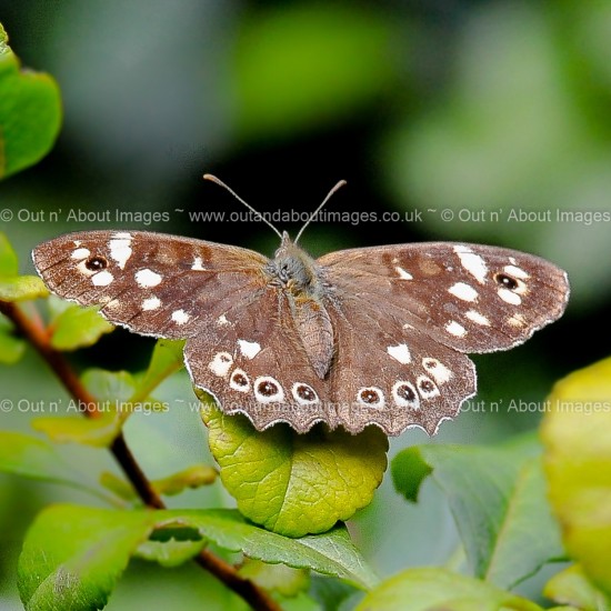 Speckled Wood Butterfly Greeting card D1-121 (9400)