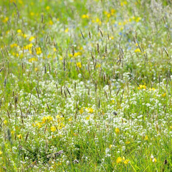 Spring Meadowland Greeting card D1-081 (9004)