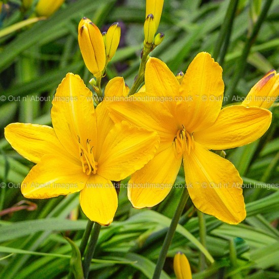 Sunshine Yellow Daylilies Greeting card D3-017 (9929)