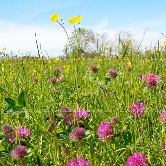 The Clover Meadow Greeting card D2-022 (9752)