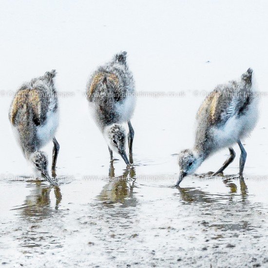 The Mudlarks ( Avocet Chicks ) Greeting card D2-014 (9677)