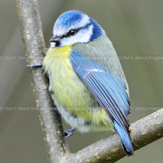 The Pretty Blue tit Greeting card D1-049 (8687)