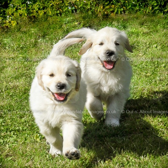 Two of a Kind Greeting card D1-032 (8519)