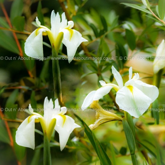 White Garden Iris Greeting card D3-019 (9943)