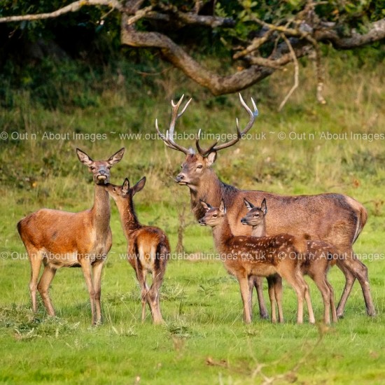 Wild Red Deer Family Greeting card D1-038 (8571)