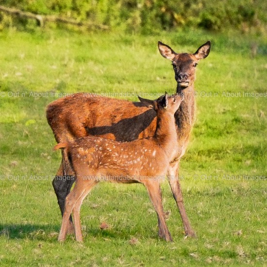 Wild Red Deer Mum and Fawn Greeting card D1-090 (9097)