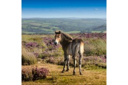 Exmoor and Area