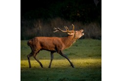 Red Deer