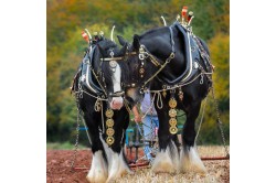 Working Horses